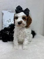 Ellie's Black Girl, a female Cavapoo for sale in Bullard, TX – 1 of 7
