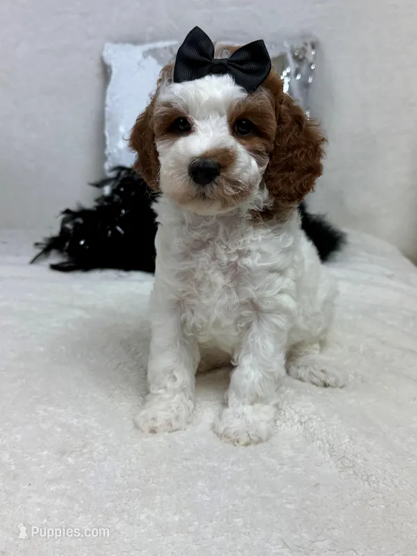 Ellie's Black Girl – Cavapoo puppy for sale in Bullard, TX