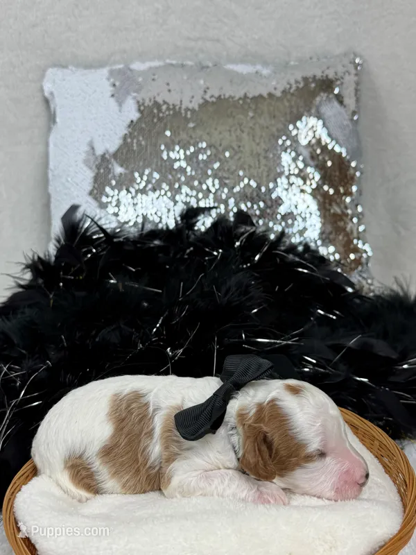 Ellie's Black Girl – Cavapoo puppy for sale in Bullard, TX