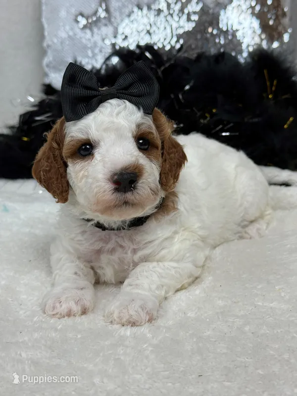 Ellie's Black Girl – Cavapoo puppy for sale in Bullard, TX