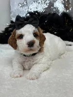 Ellie's Black Girl, a female Cavapoo for sale in Bullard, TX – 3 of 7