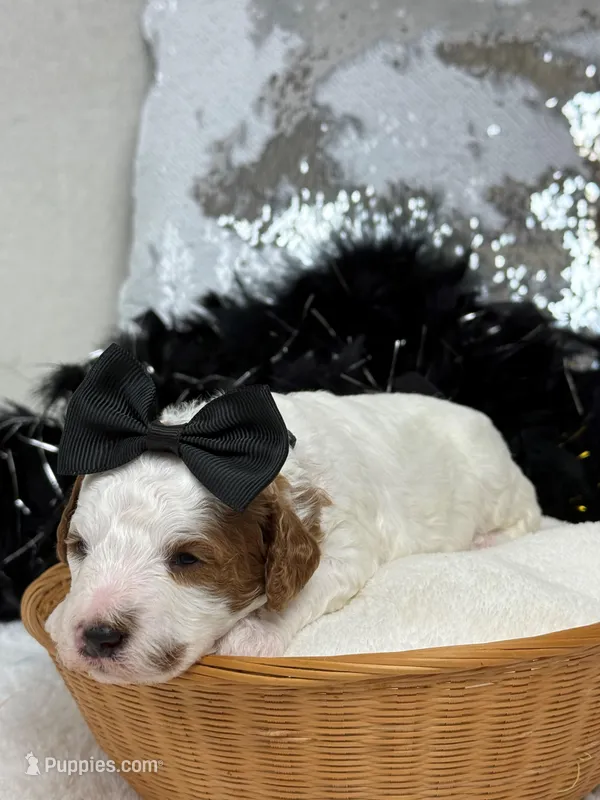 Ellie's Black Girl – Cavapoo puppy for sale in Bullard, TX
