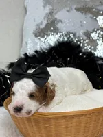 Ellie's Black Girl, a female Cavapoo for sale in Bullard, TX – 5 of 7