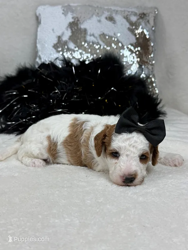 Ellie's Black Girl – Cavapoo puppy for sale in Bullard, TX