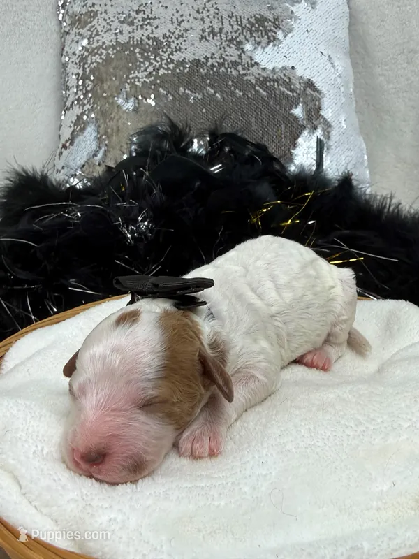 Ellie's Black Girl – Cavapoo puppy for sale in Bullard, TX