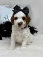 Ellie's Black Girl, a female Cavapoo for sale in Bullard, TX – 2 of 7
