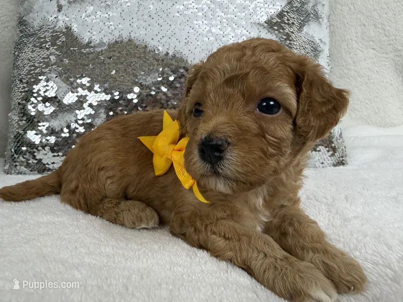 Mia's Yellow Boy – Cavapoo puppy for sale in Bullard, TX