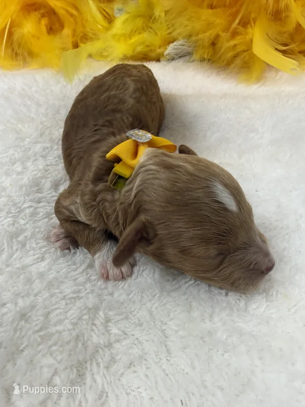 Riley's Yellow  Boy – Cavapoo puppy for sale in Bullard, TX