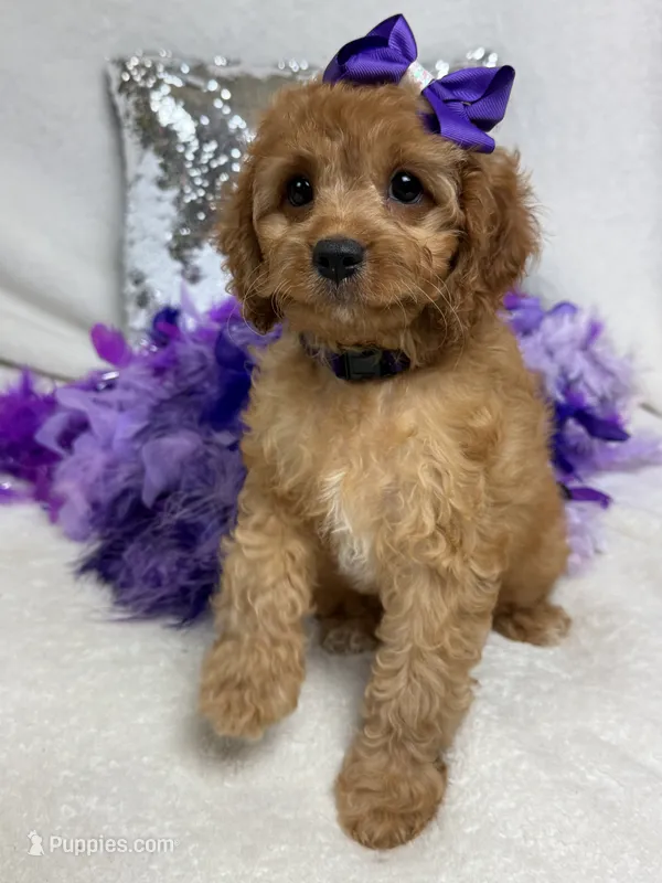 Mia's Purple Girl – Cavapoo puppy for sale in Bullard, TX
