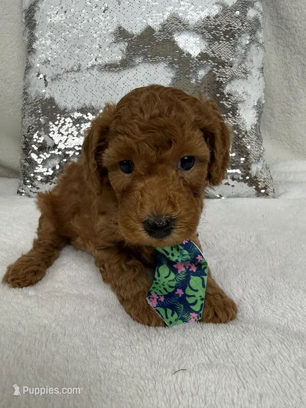 Scarlett's Green Boy – Poodle - Miniature  puppy for sale in Bullard, TX