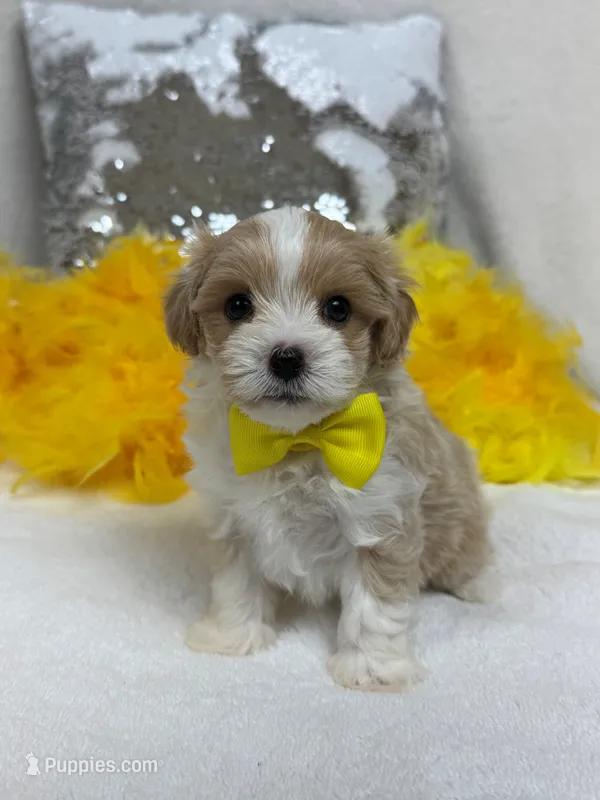 Willow's Yellow Boy – Maltipoo puppy for sale in Bullard, TX