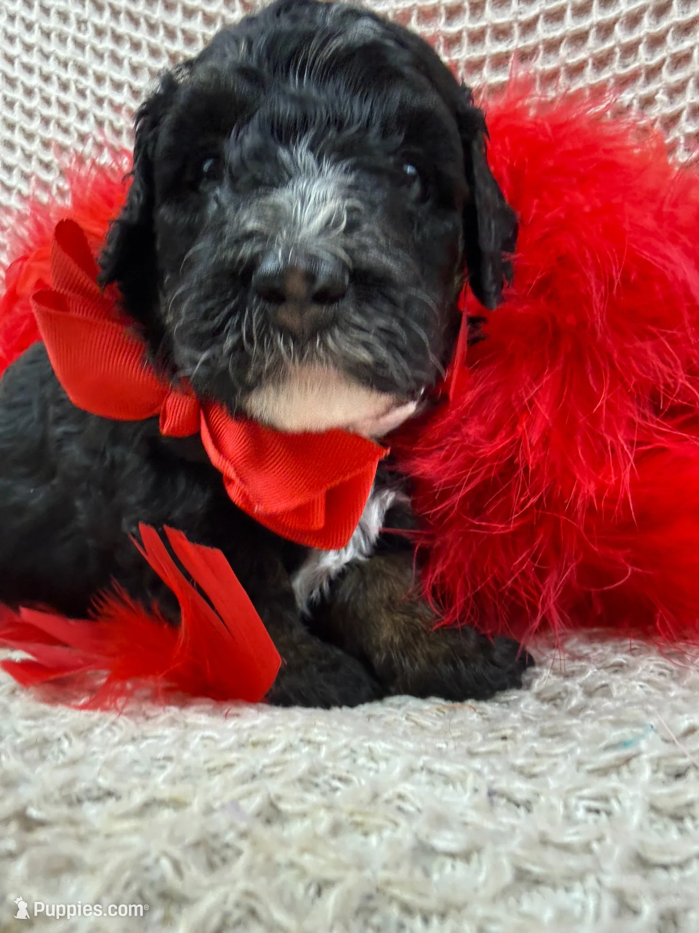 Elsa's Red Boy, a female Miniature Bernedoodle for sale in Bullard, TX – 1 of 4