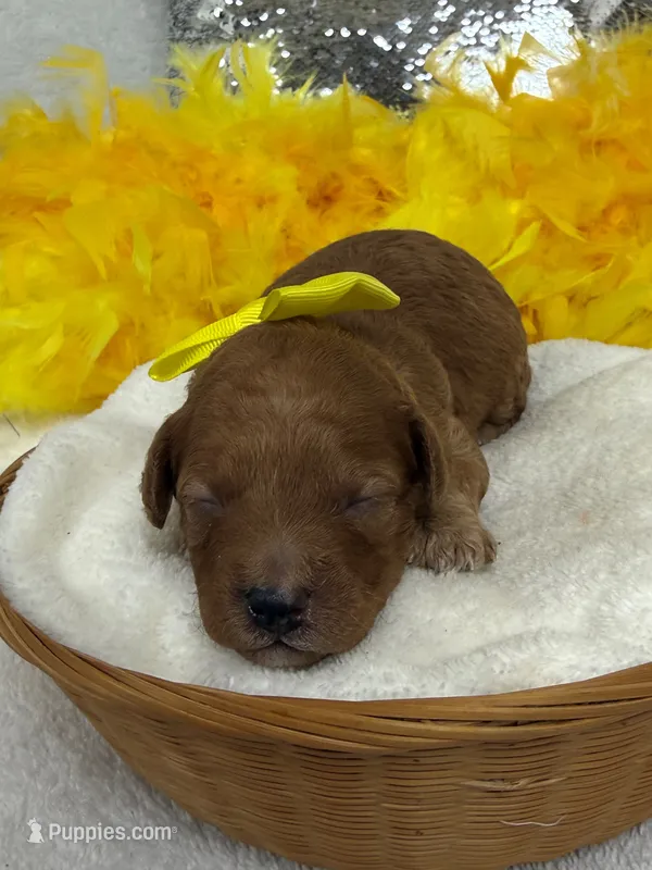 Mia's Yellow Boy – Cavapoo puppy for sale in Bullard, TX