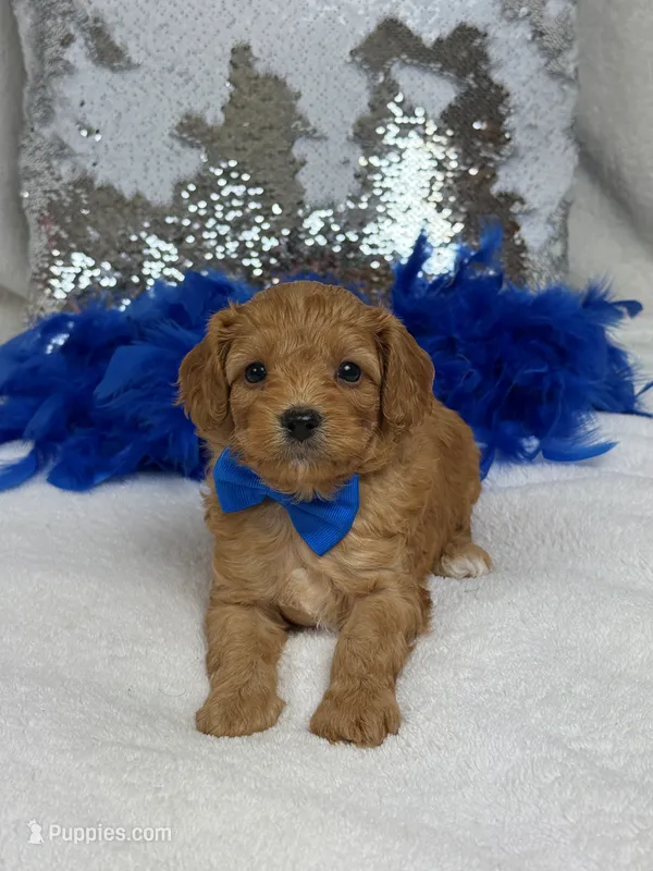 Mia's Blue Boy – Cavapoo puppy for sale in Bullard, TX