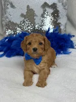 Mia's Blue Boy, a male Cavapoo for sale in Bullard, TX – 3 of 7