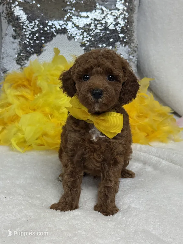 Tally's Yellow Boy – Poodle - Miniature  puppy for sale in Bullard, TX