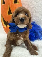 Peaches Blue Boy, a male Poodle - Miniature  for sale in Bullard, TX – 7 of 8