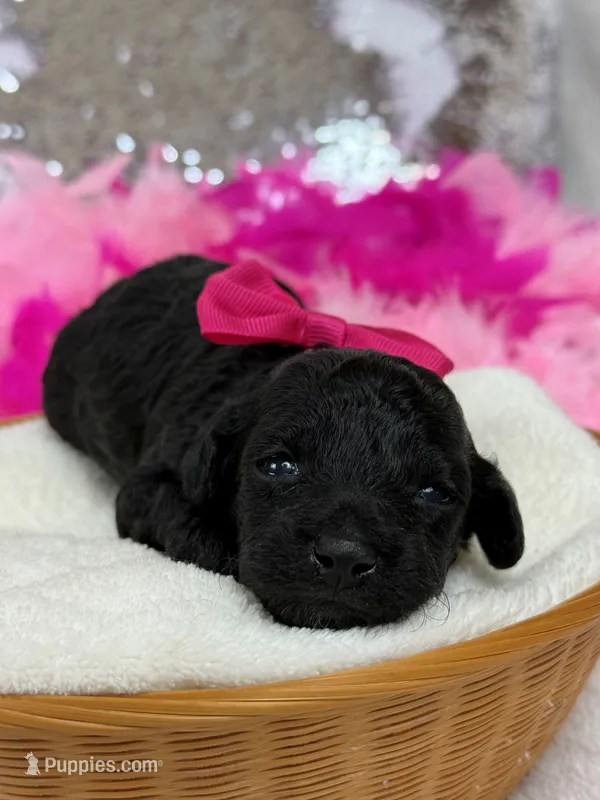 Cici's Pink Girl – Poodle - Miniature  puppy for sale in Bullard, TX