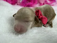 Kylie's Pink Girl, a female Cockapoo for sale in Bullard, TX – 1 of 2