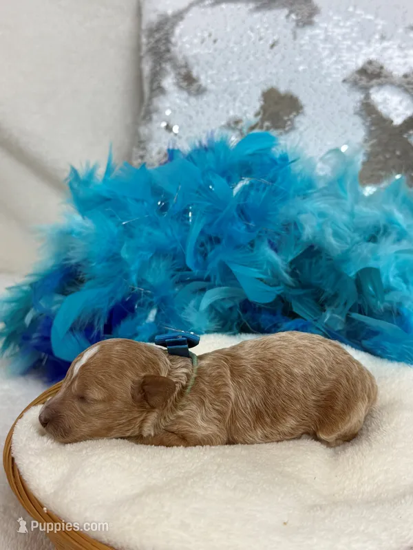 Tally's Turquoise Girl – Poodle - Miniature  puppy for sale in Bullard, TX