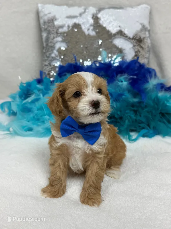 Willow's Blue Boy – Maltipoo puppy for sale in Bullard, TX
