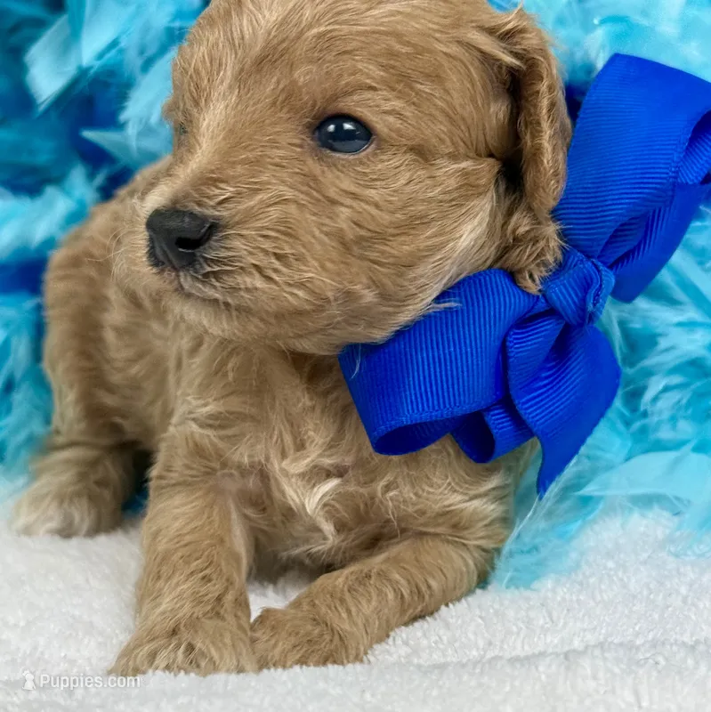 Cici's Blue Boy – Poodle - Miniature  puppy for sale in Bullard, TX