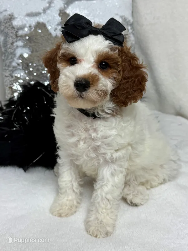 Ellie's Black Girl – Cavapoo puppy for sale in Bullard, TX