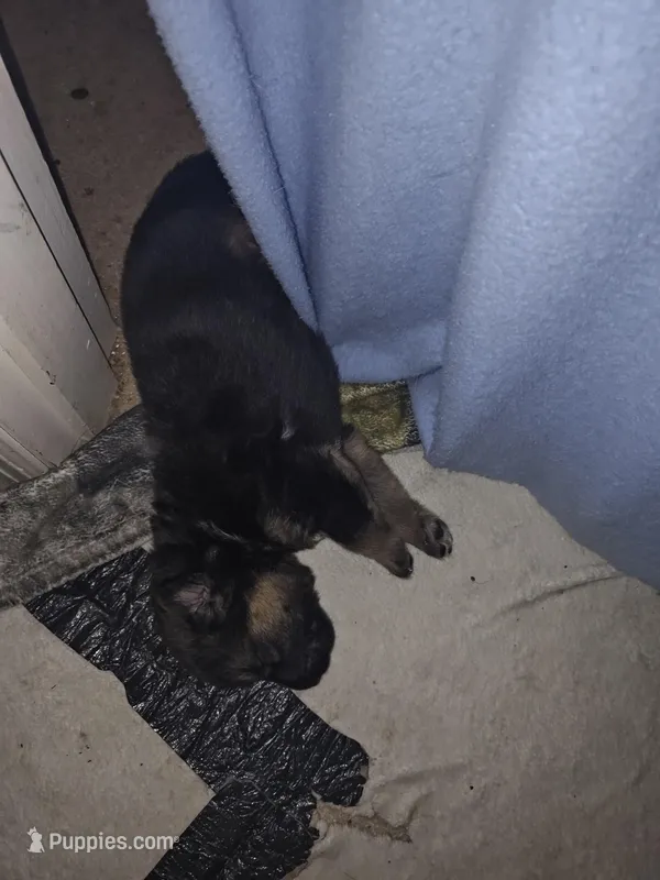 Shepherd puppy 2
