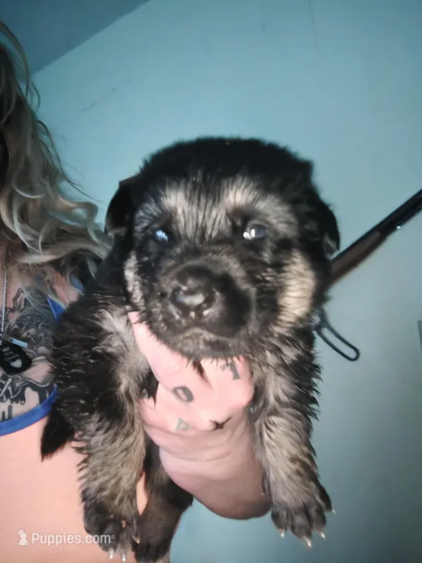Shepherd puppy 3, a male German Shepherd Dog for sale in Hendersonville, NC – Photo 1 of 1