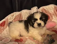 Blue, a male Shih Tzu for sale in El Paso, TX – 1 of 1