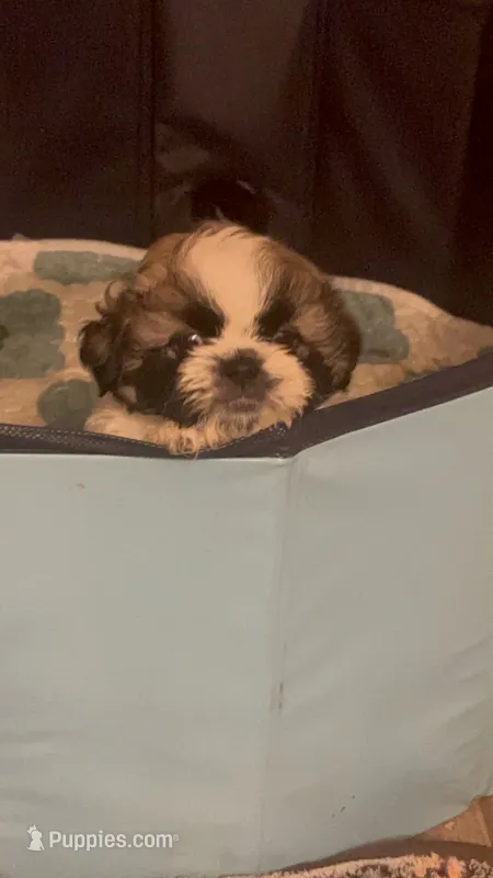 Mimi – Shih Tzu puppy for sale in El Paso, TX