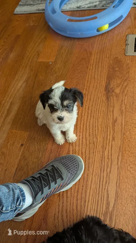 Morkie 1 – Morkie puppy for sale in Grandview, TN