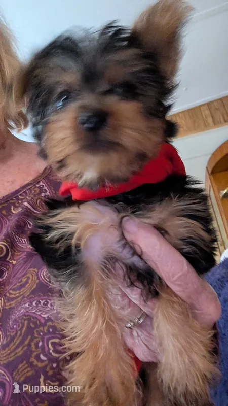 Sam – Yorkshire Terrier puppy for sale in Grandview, TN