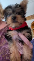 Sam, a male Yorkshire Terrier for sale in Grandview, TN – 1 of 4