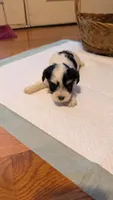 Morkie 1, a female Morkie for sale in Grandview, TN – 2 of 3