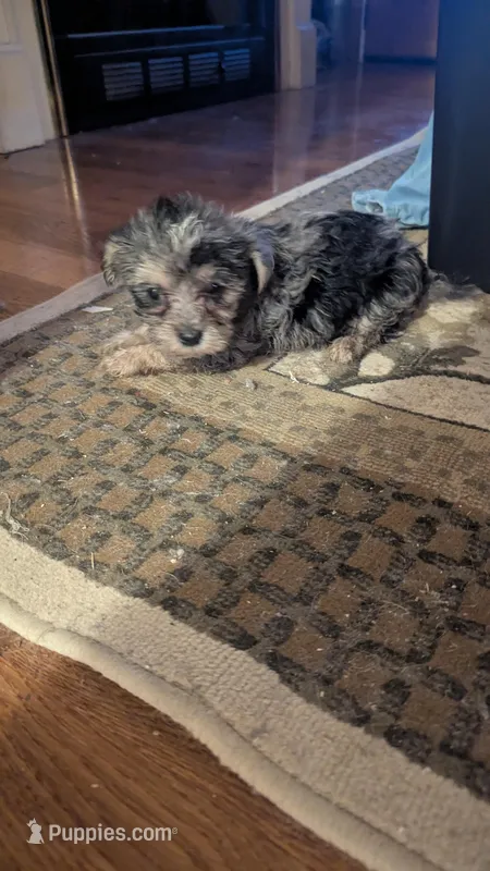 Merlie – Morkie puppy for sale in Grandview, TN