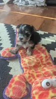 Merlie, a female Morkie for sale in Grandview, TN – Photo 3 of 3