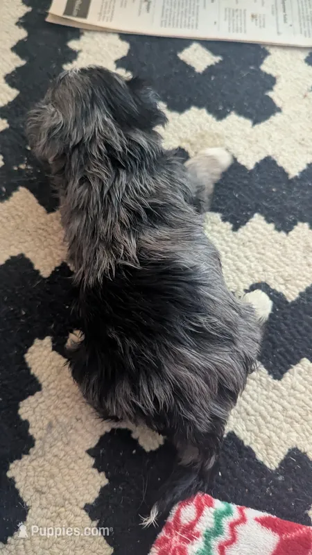 Merlie – Morkie puppy for sale in Grandview, TN