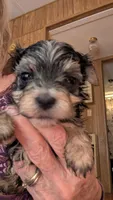 Brave Heart, a male Morkie for sale in Grandview, TN – Photo 3 of 3