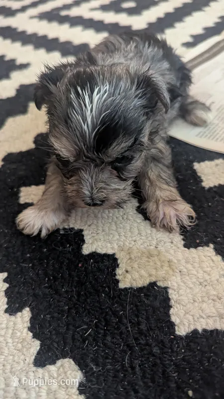 Brave Heart – Morkie puppy for sale in Grandview, TN