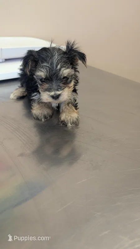 Brave Heart – Morkie puppy for sale in Grandview, TN