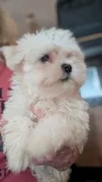 CKC Maltese, a male Maltese for sale in Grandview, TN – 2 of 2