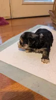 Morkie 6, a male Morkie for sale in Grandview, TN – 2 of 3