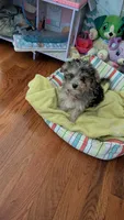 Olive, a female Morkie for sale in Grandview, TN – 2 of 3