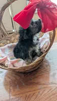 Monkey , a male Maltese and Yorkshire Terrier for sale in Grandview, TN – 2 of 4