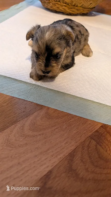 Morkie 3 – Morkie puppy for sale in Grandview, TN