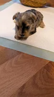 Morkie 3, a female Morkie for sale in Grandview, TN – 1 of 4