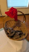 Morkie 3, a female Morkie for sale in Grandview, TN – 2 of 4