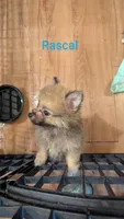 Rascal, a male Pomeranian for sale in Grandview, TN – Photo 3 of 5