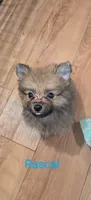 Rascal, a male Pomeranian for sale in Grandview, TN – Photo 1 of 5